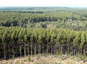 florestas-plantadas-entram-na-conta-do-capital