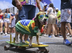 animais-de-estimacao-com-fantasias-de-carnaval
