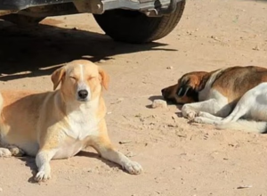 copa-do-mundo-de-2030:-marrocos-e-acusado-de-planejar-abate-de-ate-3-milhoes-de-caes-para-‘limpar’-ruas-antes-do-torneio