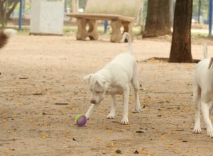 estatuto-dos-caes-e-gatos-preve-penas-para-quem-maltratar-animais