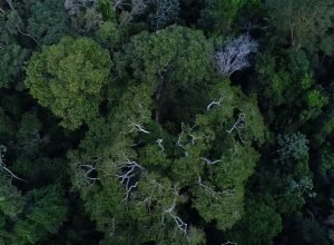floresta-amazonica-esta-mais-resistente-a-seca,-diz-estudo-da-ufmg