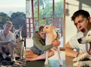 influenciador-dos-eua-e-atacado-pelo-proprio-cachorro-e-decide-sacrifica-lo:-‘voce-sempre-sera-nosso-melhor-menino’