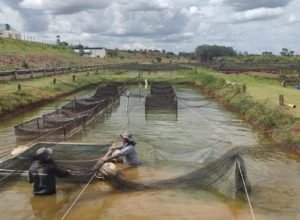governo-de-sp-reforca-monitoramento-sanitario-da-tilapicultura-diante-da-expansao-do-setor
