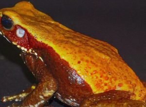 estudo-do-butantan-identifica-moleculas-com-potencial-antibiotico-em-veneno-de-sapo-amazonico