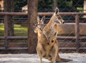 zoologico-de-sao-paulo-recebe-quatro-cangurus-vermelhos-vindos-dos-estados-unidos