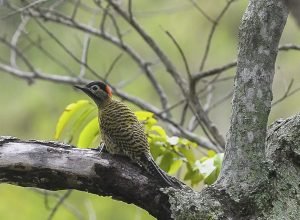 brasil-sedia-conferencia-mundial-de-conservacao-de-animais-silvestres