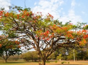 verao-chega-ao-fim-no-brasil;-outono-comeca-oficialmente-nesta-sexta
