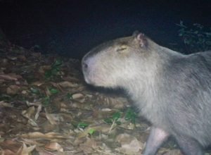 capivara-espancada,-na-ilha-do-governador,-corre-risco-de-ficar-cega