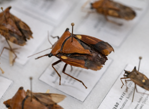 por-que-a-“maria-fedida”-solta-mau-cheiro?-especialistas-explicam-mecanismo-de-defesa-do-inseto