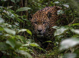 guia-encontra-onca-em-area-do-interior-de-sp-e-caso-mobiliza-atencao-ambiental