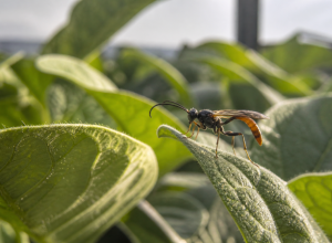 inteligencia-artificial-identifica-vespas-que-podem-reduzir-uso-de-inseticidas-na-agricultura