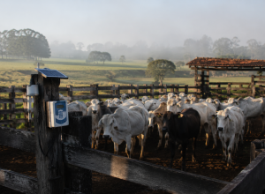 produtores-rurais-de-sp-devem-atualizar-rebanhos-no-sistema-gedave-ate-11-de-maio