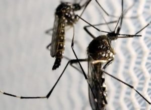 estado-de-sp-confirma-mais-duas-mortes-por-febre-amarela