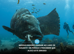 mergulhadores-nadam-ao-lado-de-gigante