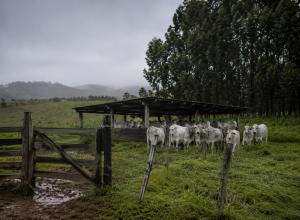 frio-extremo-mata-mais-de-80-bovinos-em-mato-grosso-do-sul