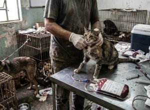 sangue-esta-sendo-coletado-de-qualquer-animal,-sem-rastreio-e-com-risco-de-contaminacao-em-massa-e-morte