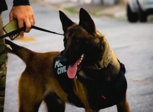 regulamentacao-do-uso-de-caes-pela-policia-civil